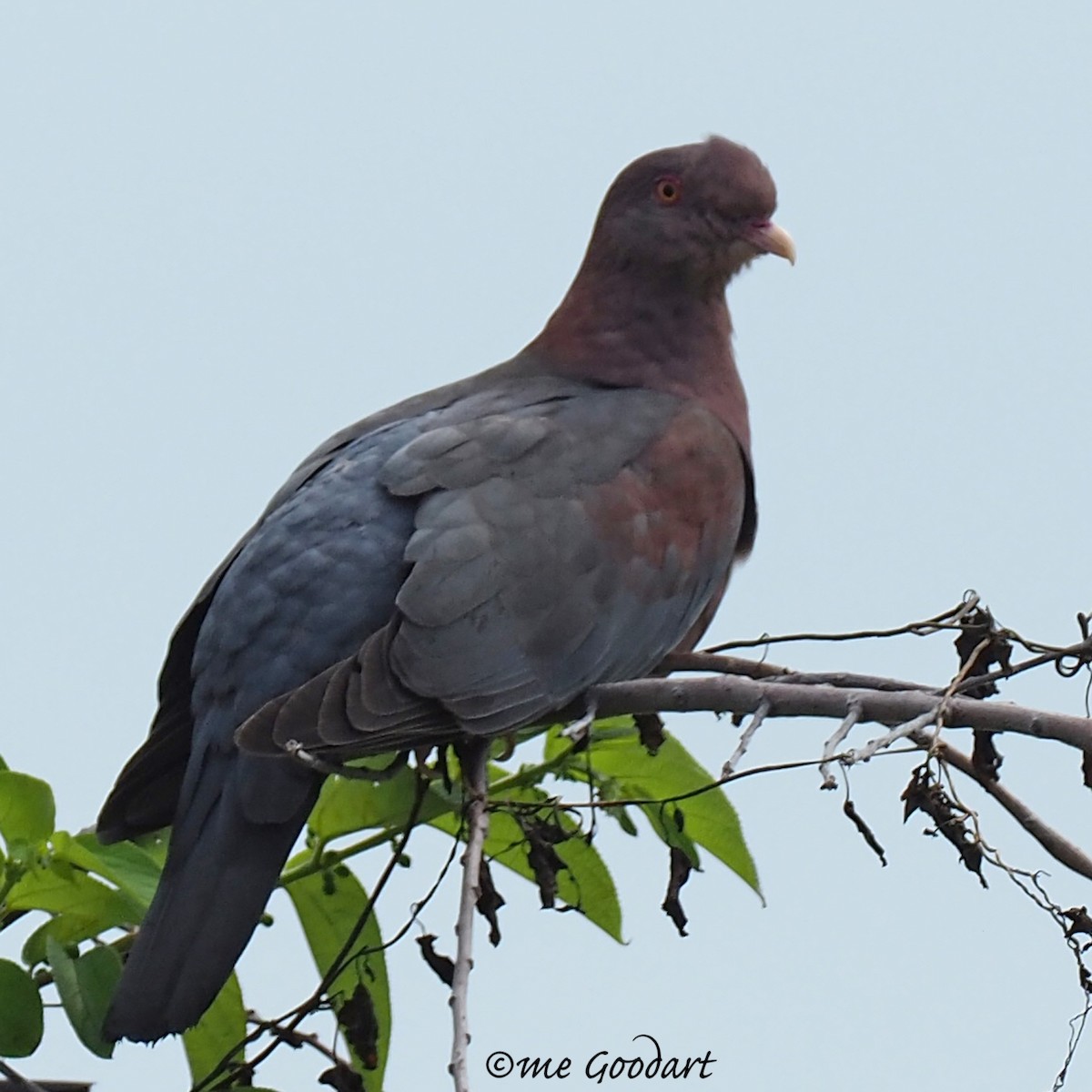 Pigeon à bec rouge - ML151598141