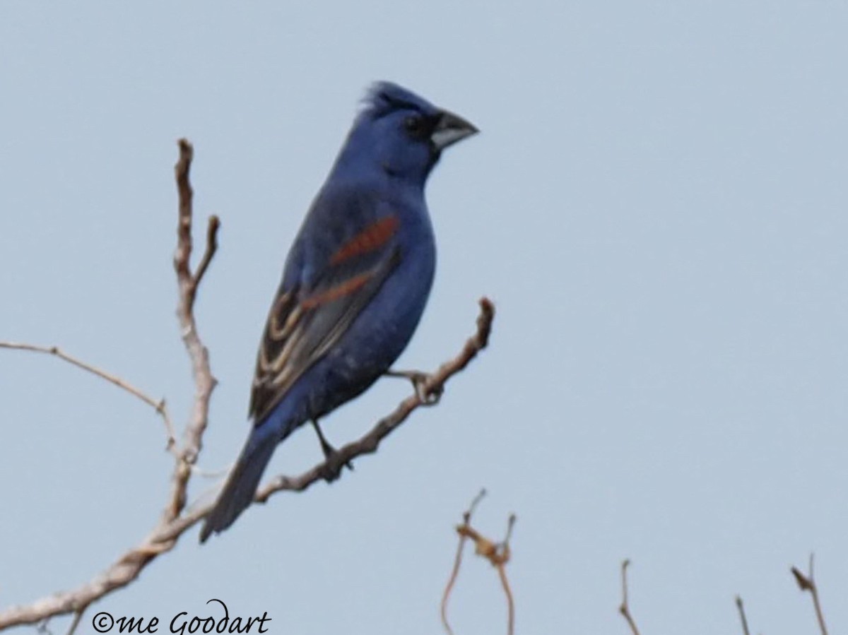 Blue Grosbeak - ML151598391