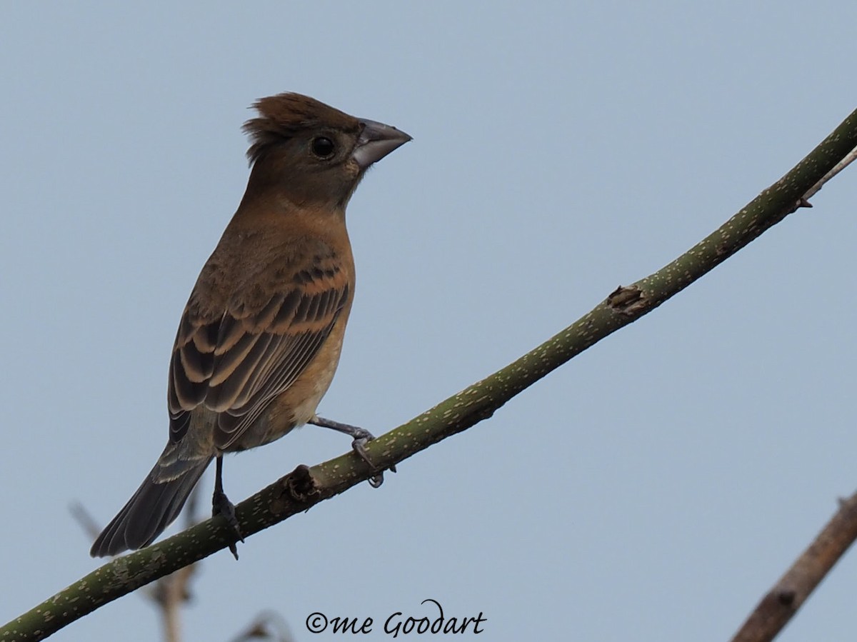 Blue Grosbeak - ML151598401