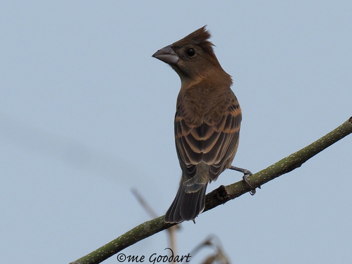 Blue Grosbeak - Mary Goodart