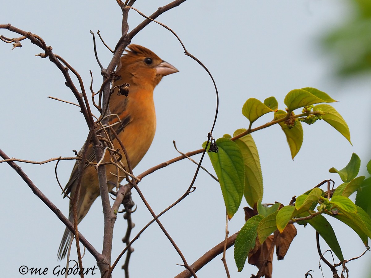 Blue Grosbeak - ML151598451