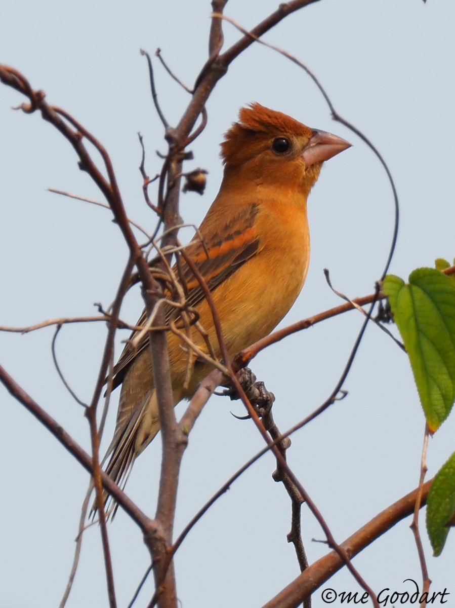 Blue Grosbeak - ML151598461