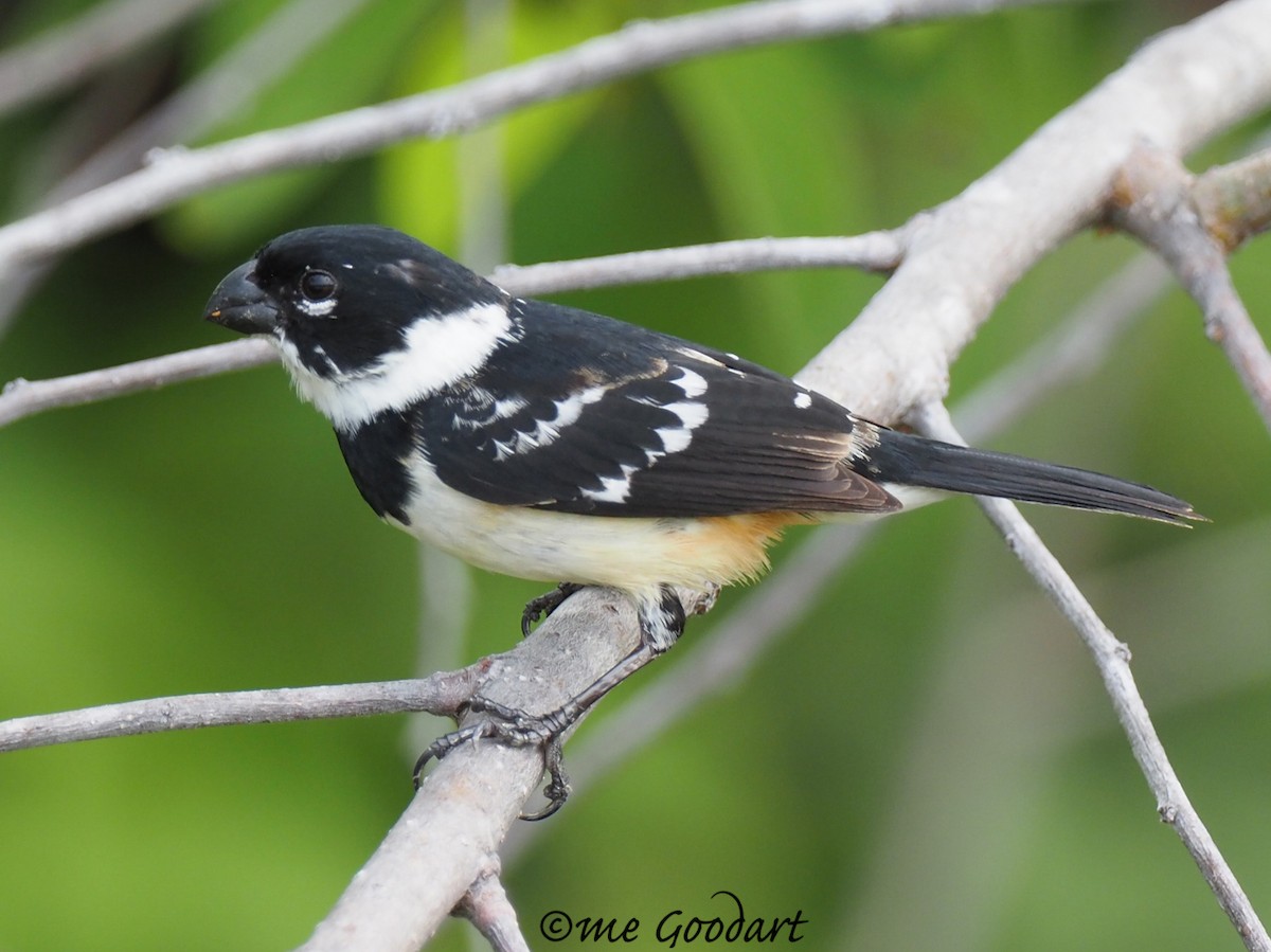 Morelet's Seedeater - Mary Goodart