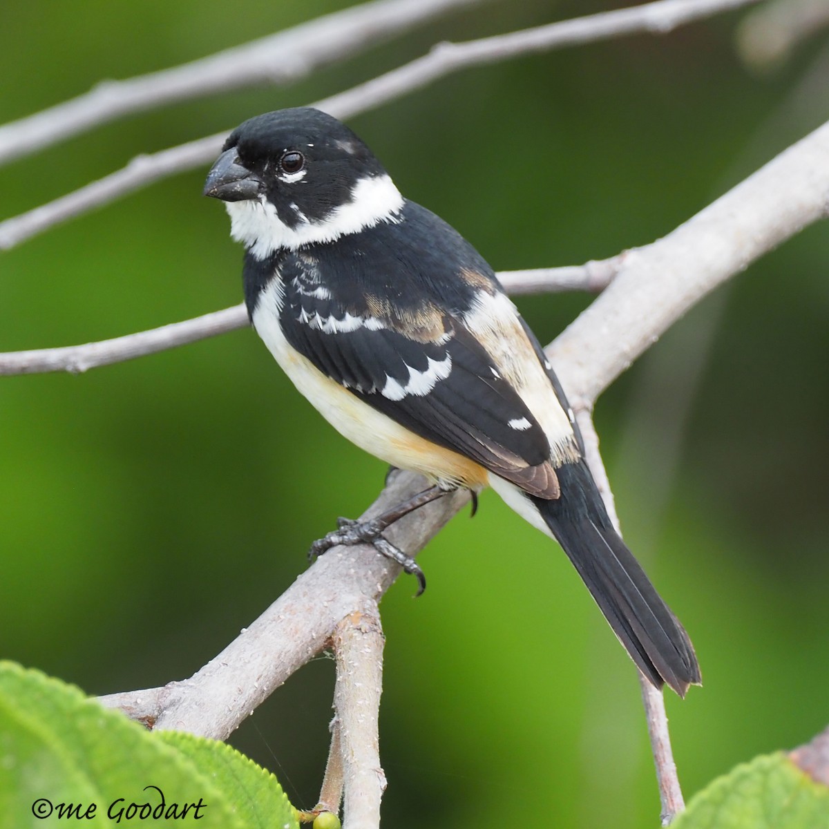 Morelet's Seedeater - Mary Goodart