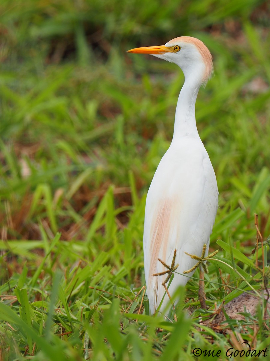 Western Cattle Egret - ML151598841