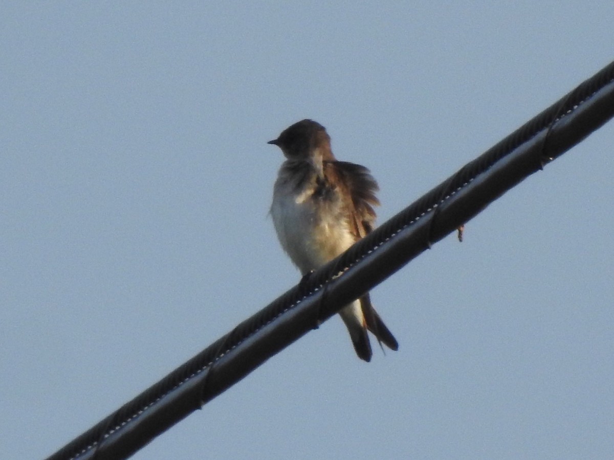 Northern Rough-winged Swallow - ML151599701