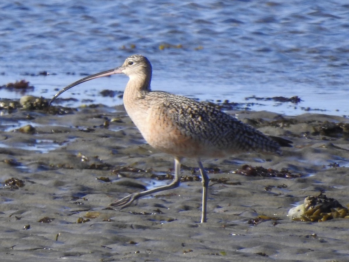 Long-billed Curlew - ML151599861