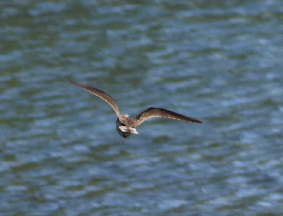 Solitary Sandpiper - Stacy Elliott