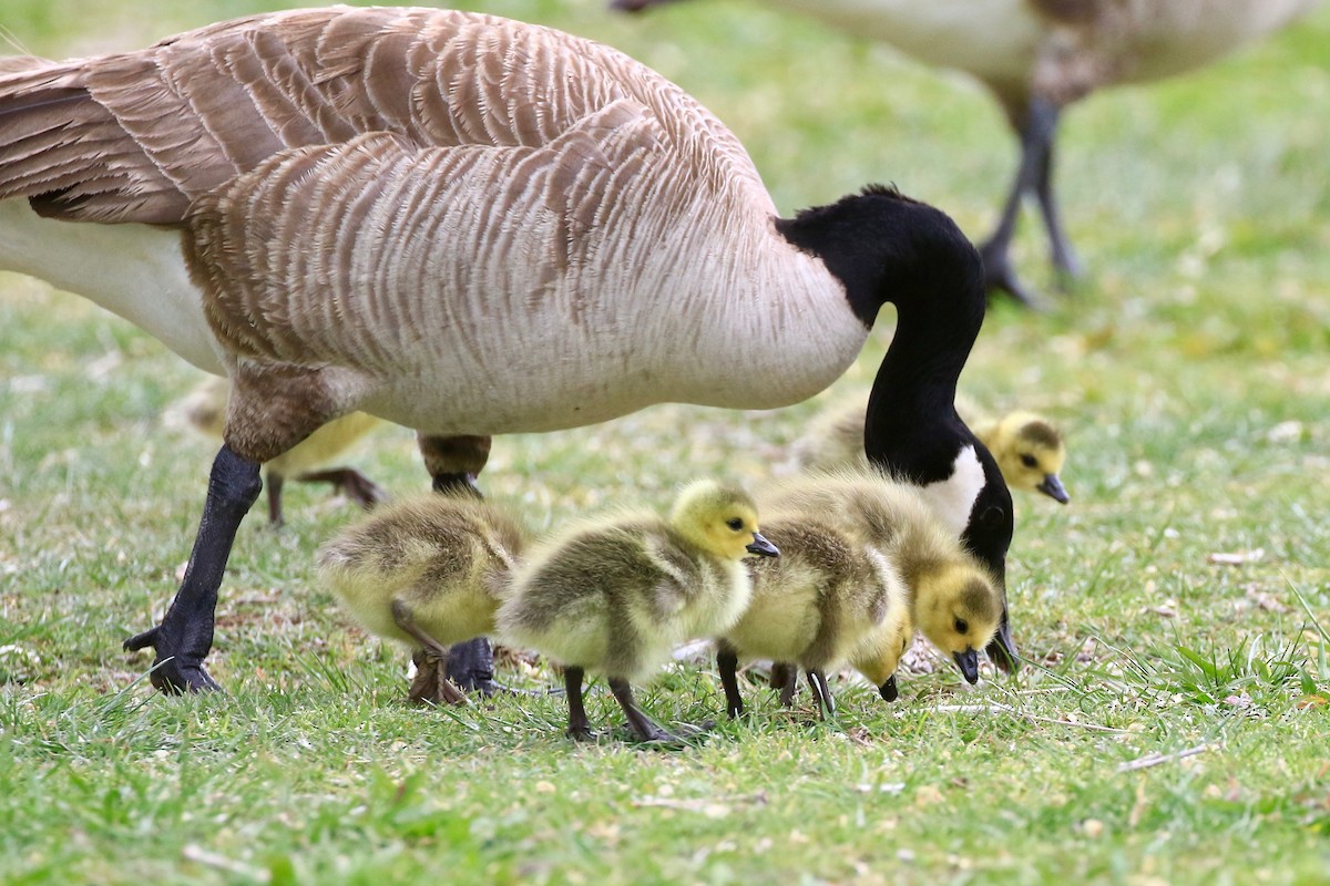 Canada Goose - My Big Fat Birdy