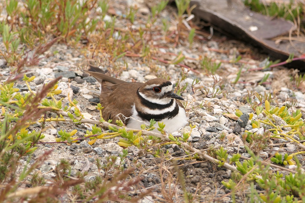 Killdeer - ML151601091