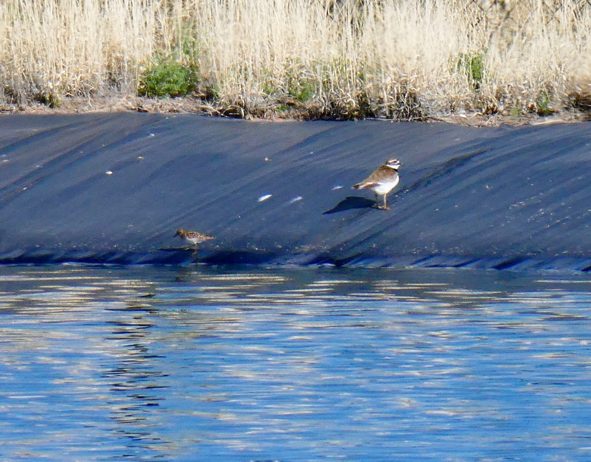 Least Sandpiper - Ann Hunkins