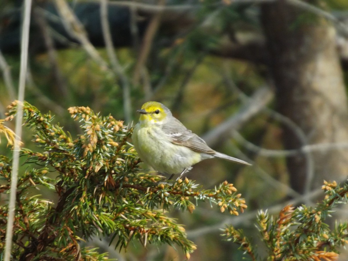 Cape May Warbler - ML151601741
