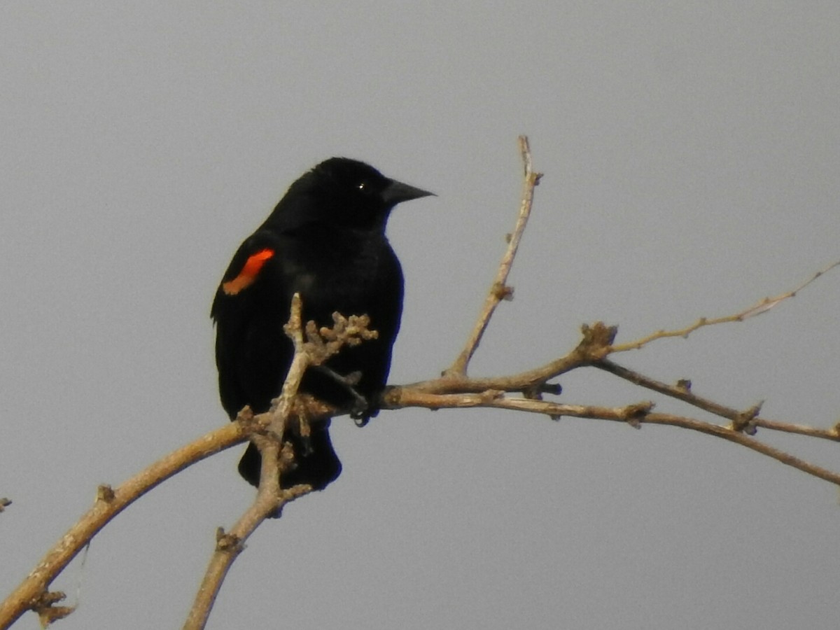 Red-winged Blackbird - ML151602201