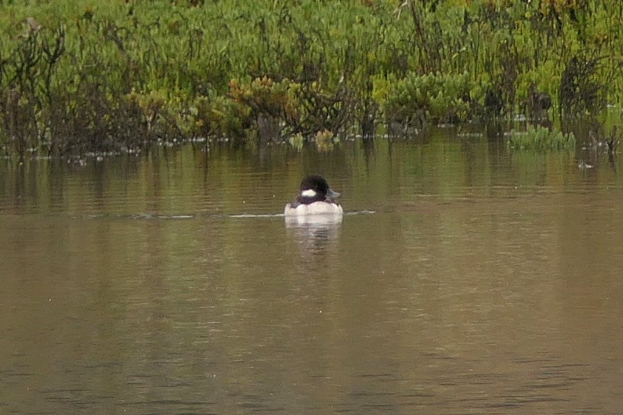 Bufflehead - ML151602351