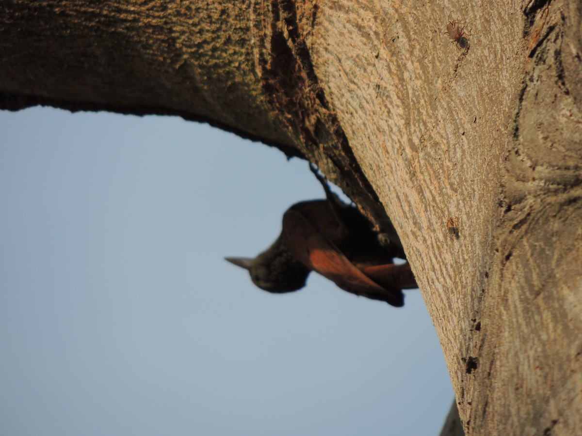 Straight-billed Woodcreeper - ML151602771