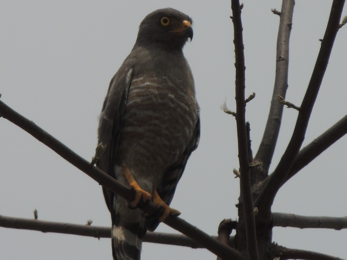 Roadside Hawk - ML151603091