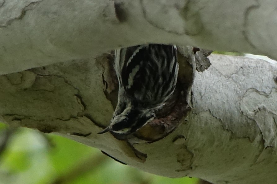 Black-and-white Warbler - Shawn Nielsen