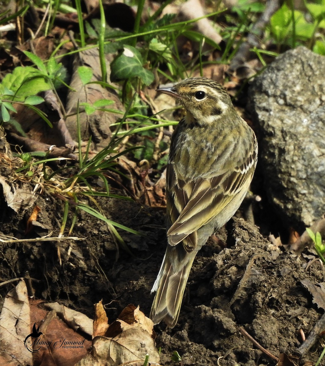 Pipit à dos olive - ML151603481