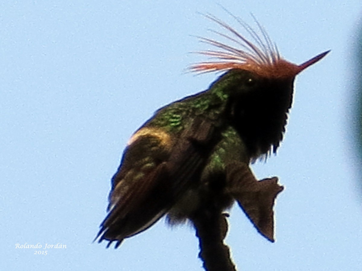 Rufous-crested Coquette - ML151603491