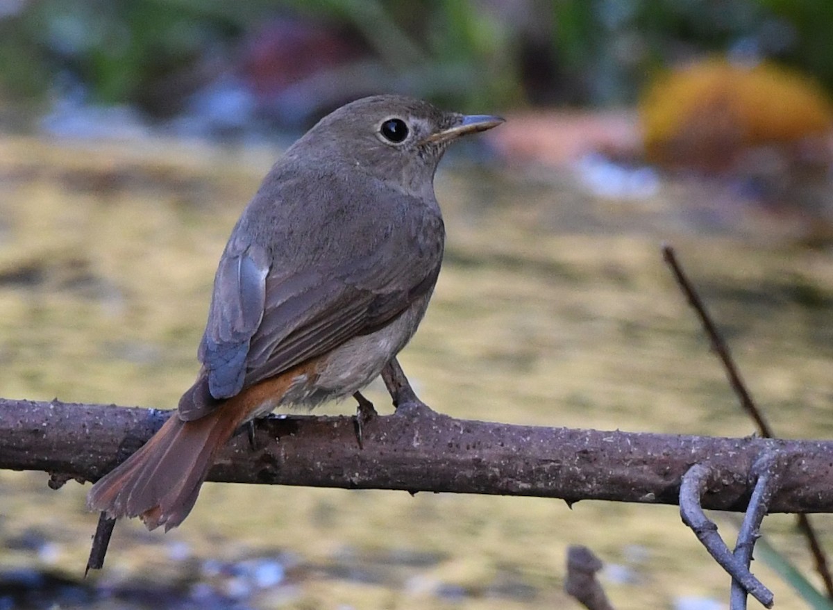 Rusty-tailed Flycatcher - ML151603901