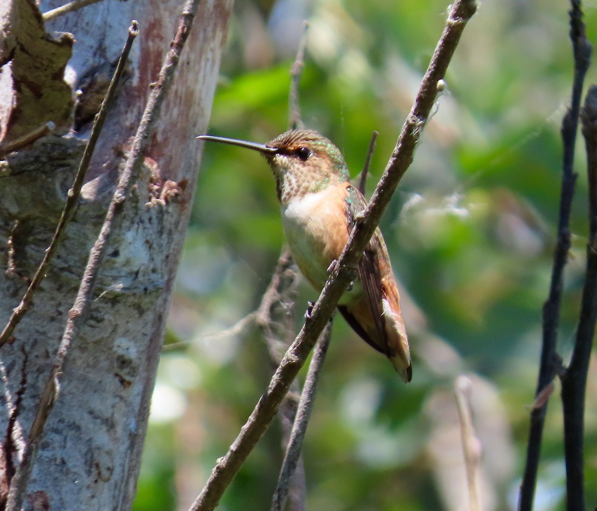Allen's Hummingbird - Petra Clayton