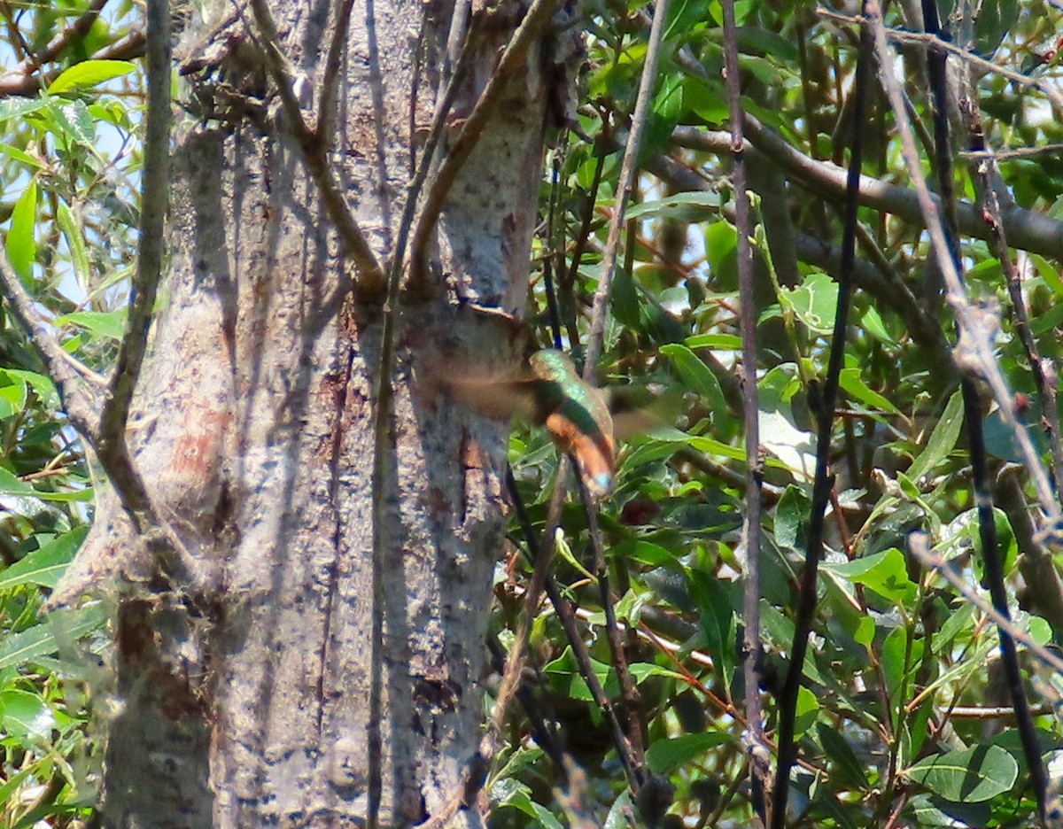 Colibrí de Allen - ML151604951