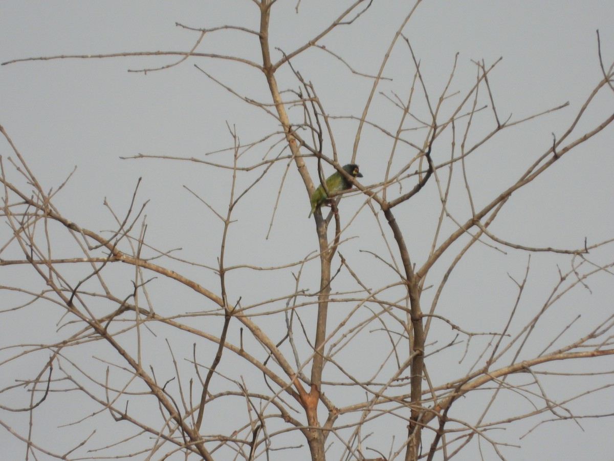 Coppersmith Barbet - ML151605631