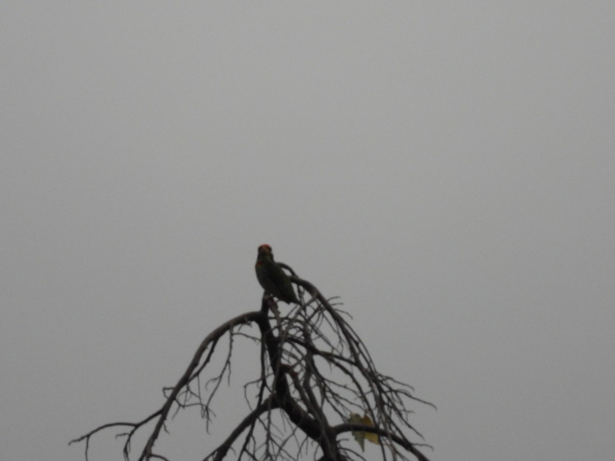 Coppersmith Barbet - ML151605711