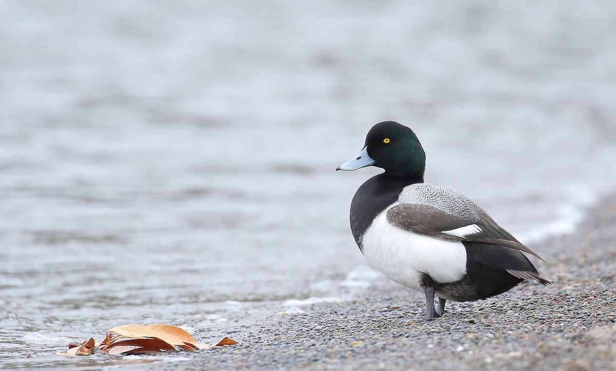 Greater Scaup - Rui-Yang Ho