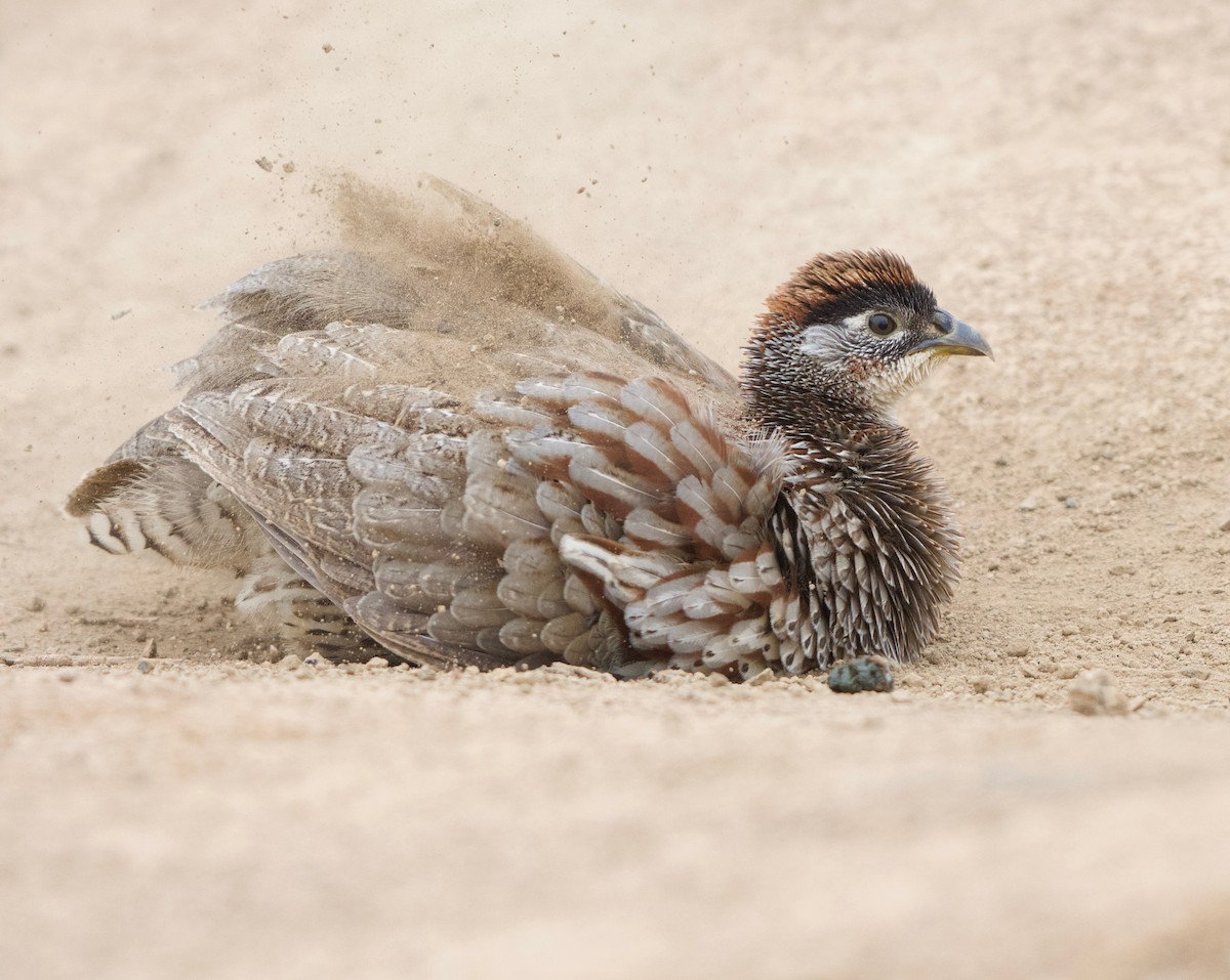 Erckel's Spurfowl - ML151606211