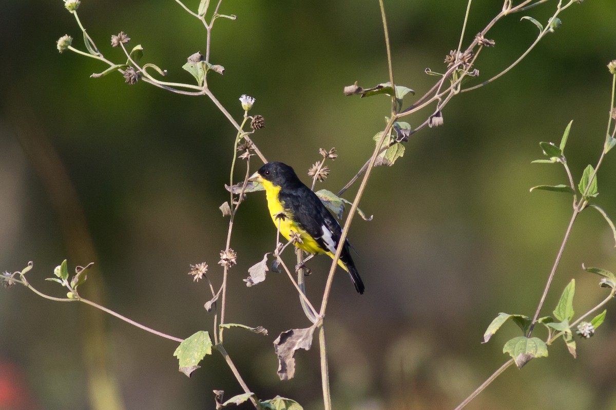 Lesser Goldfinch - Francis Canto Jr