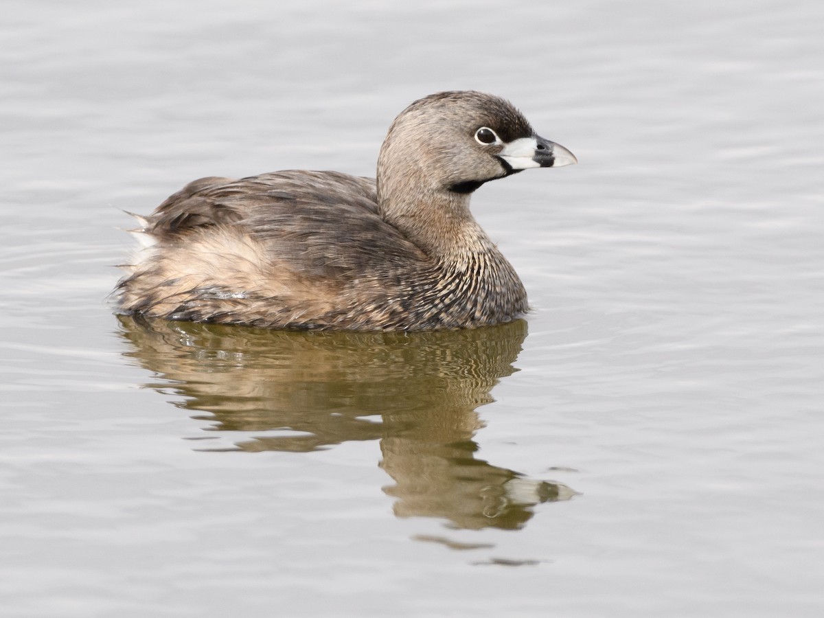 Pied-billed Grebe - Darren Clark