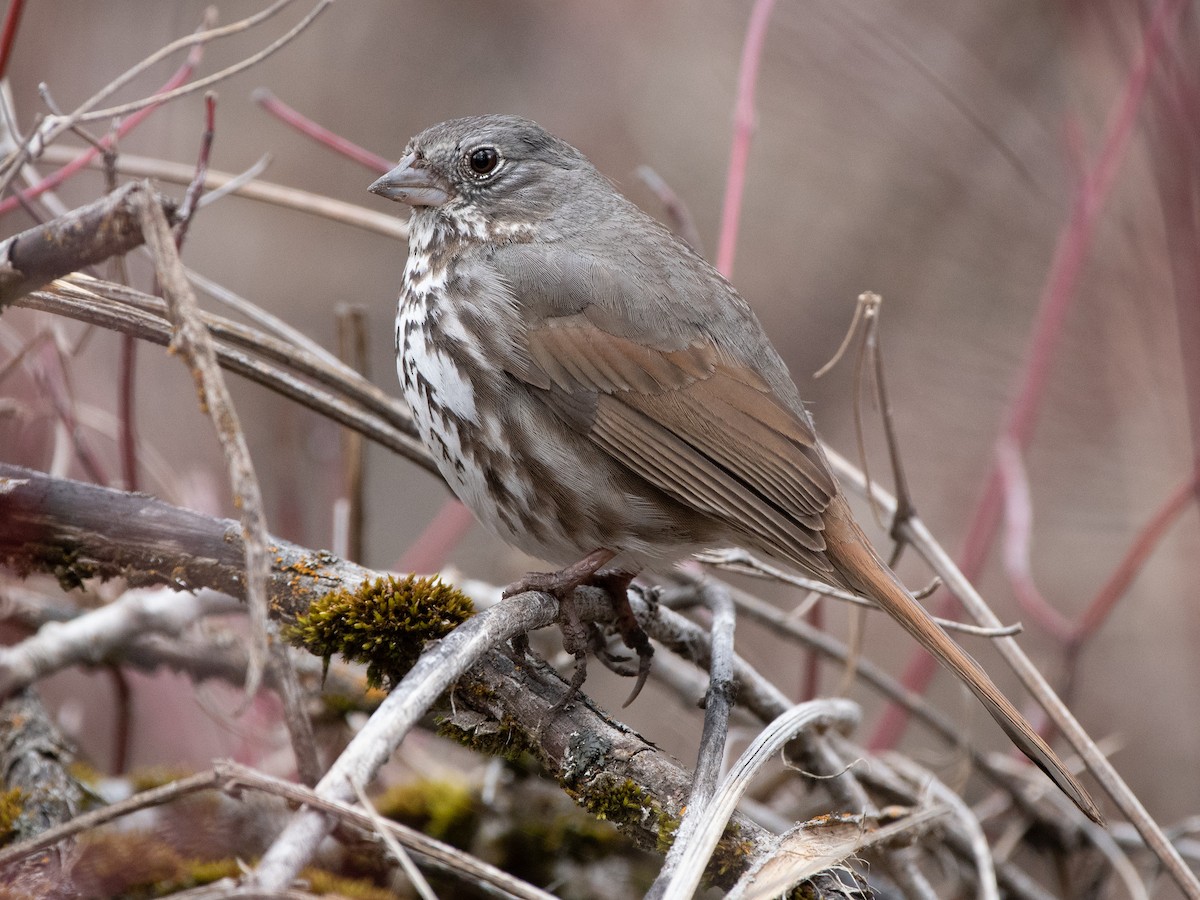 Fox Sparrow - Darren Clark