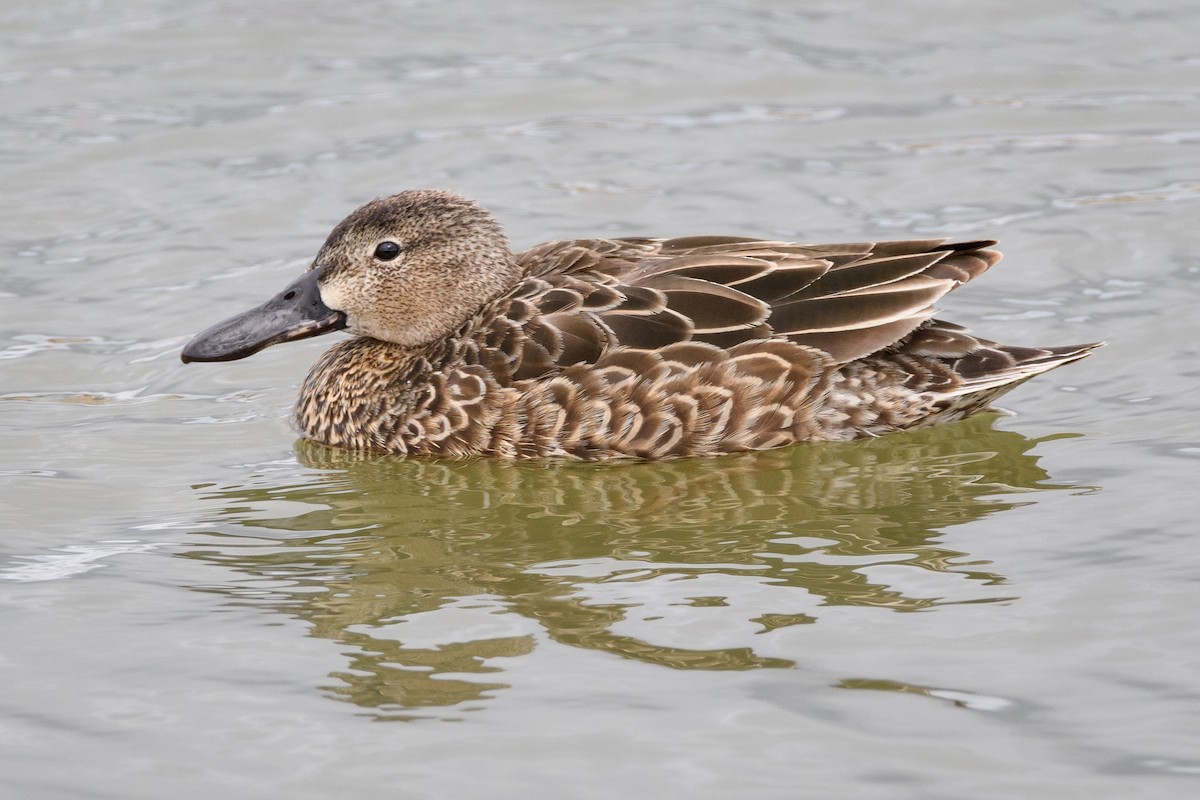 Cinnamon Teal - Darren Clark