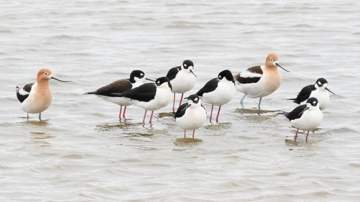 Black-necked Stilt - ML151607271