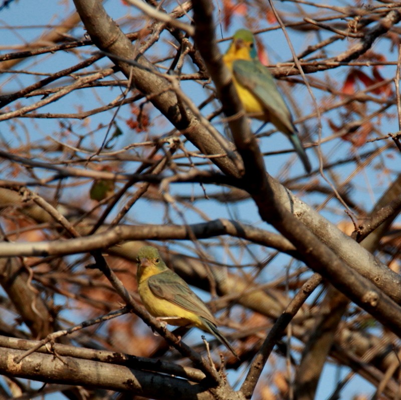 Orange-breasted Bunting - ML151608101