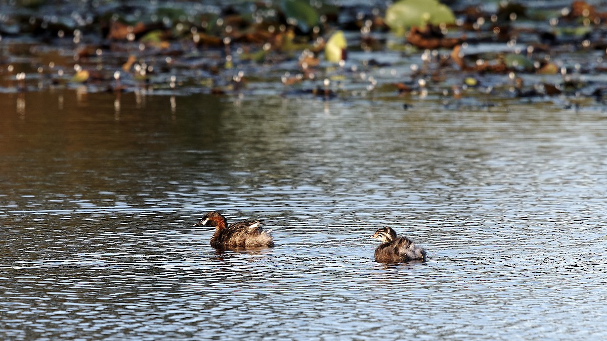 Australasian Grebe - ML151608401