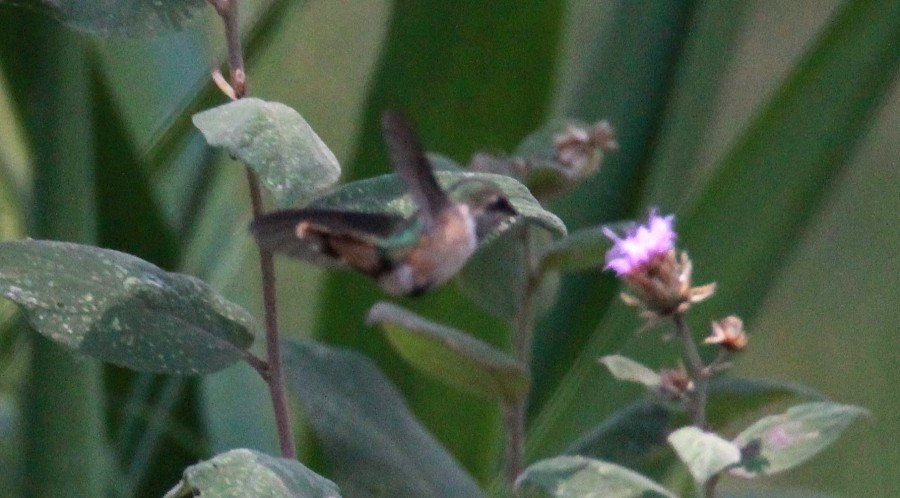 Bumblebee Hummingbird - ML151608791