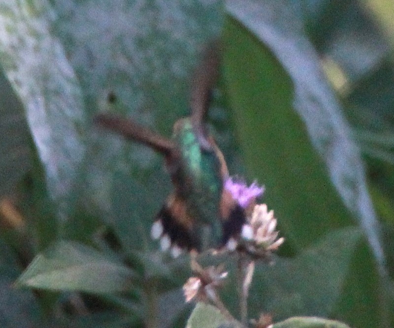 Bumblebee Hummingbird - ML151608851