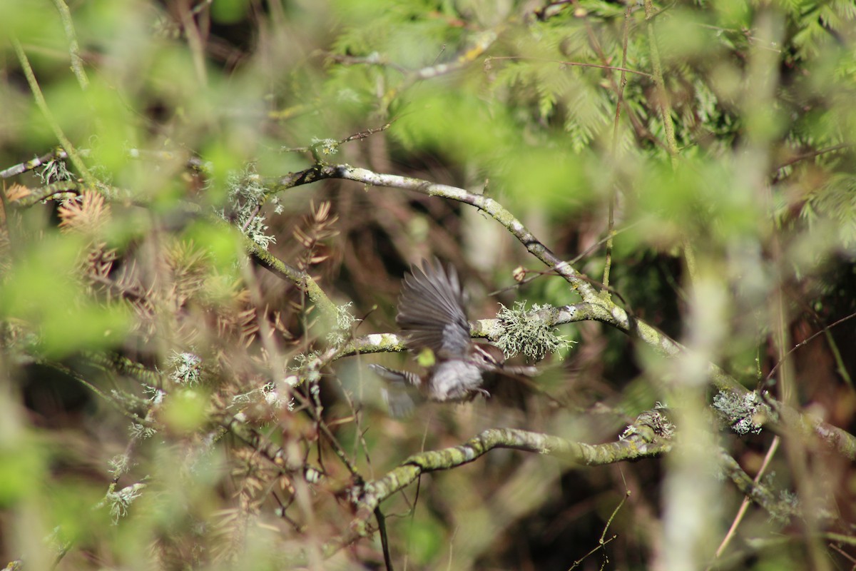 Bewick's Wren - ML151610001