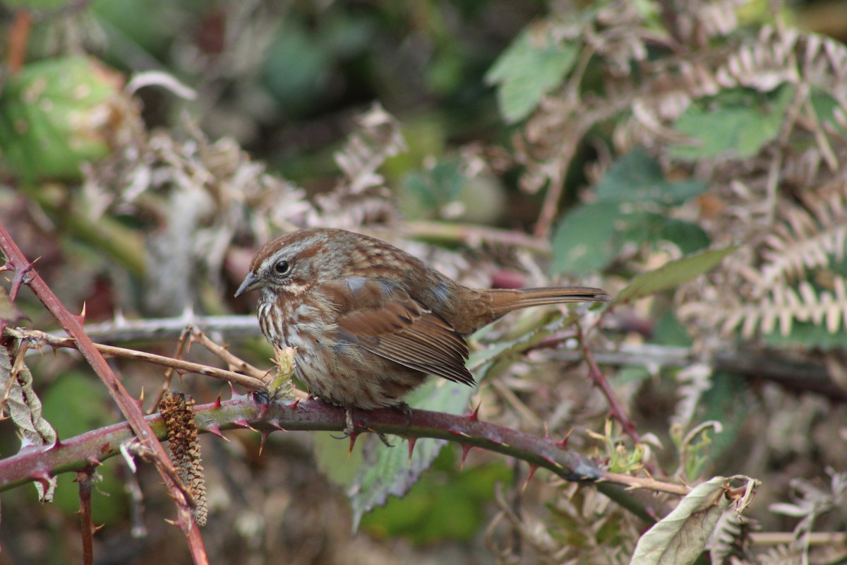 Song Sparrow - ML151610751