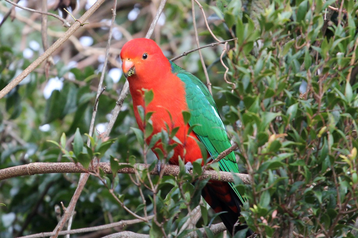 Avustralya Kral Papağanı - ML151611131
