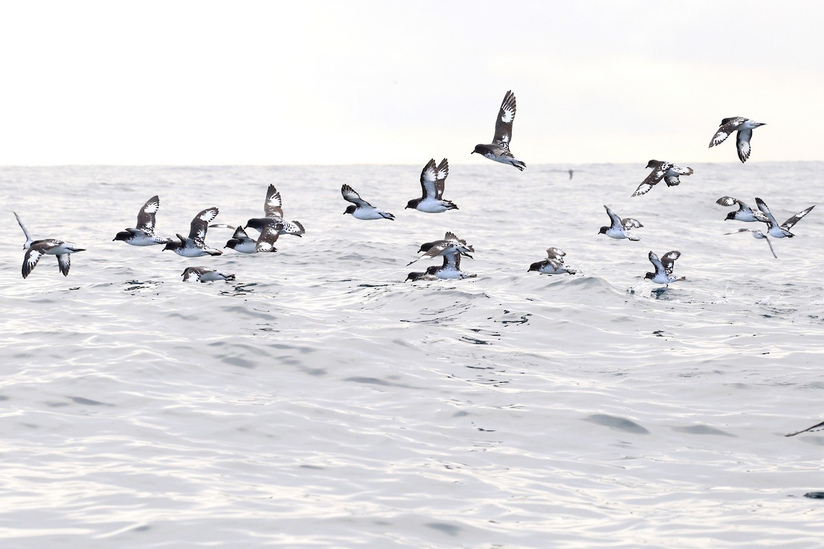 Cape Petrel - ML151611931