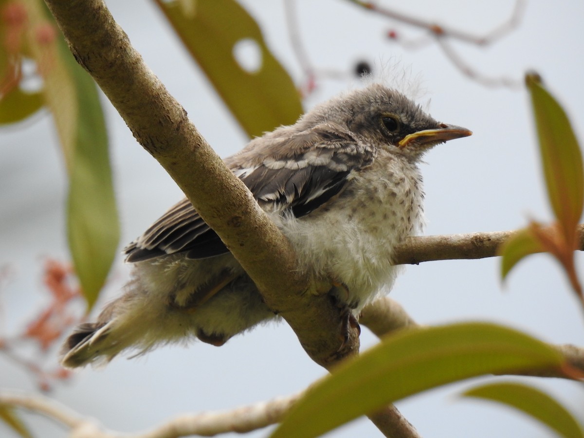 Northern Mockingbird - ML151612471