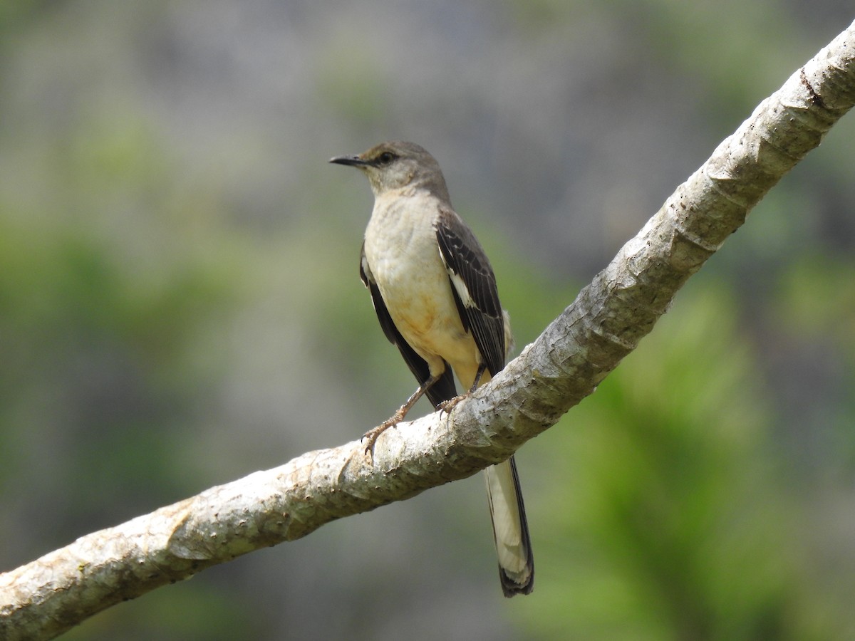 Northern Mockingbird - Álvaro de las Heras