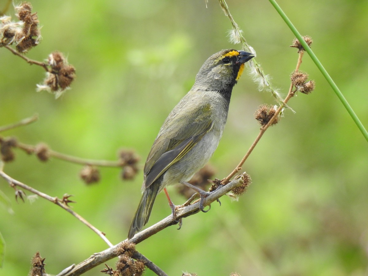 Yellow-faced Grassquit - ML151612531