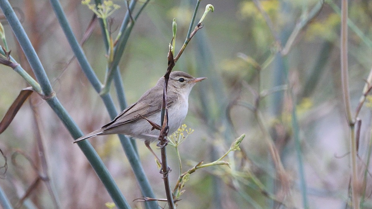 Booted Warbler - ML151612541