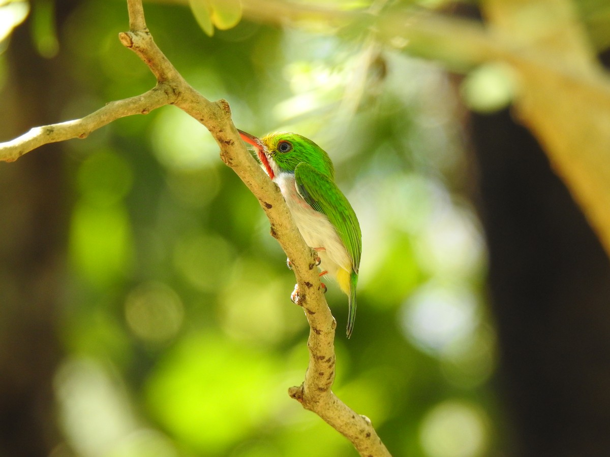 Cuban Tody - ML151612801