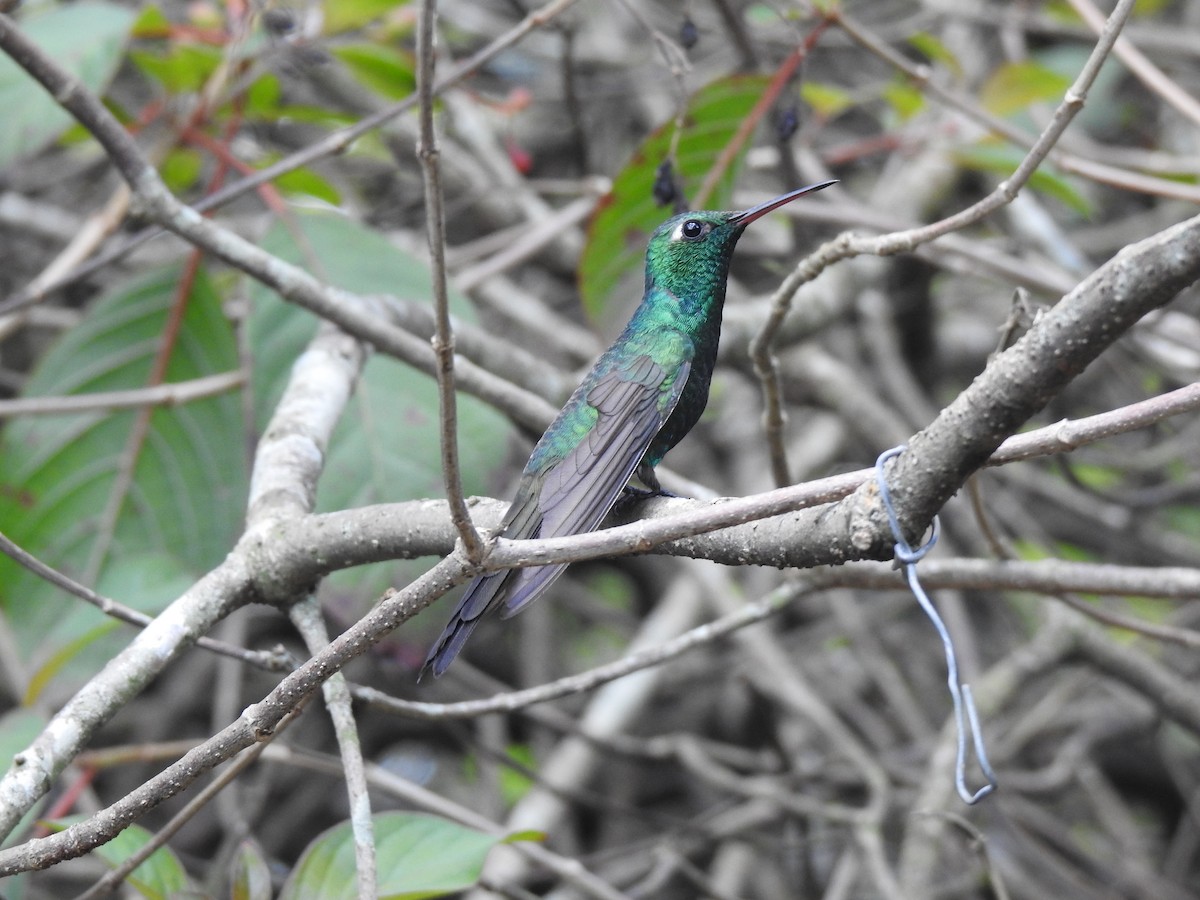 Cuban Emerald - ML151612851