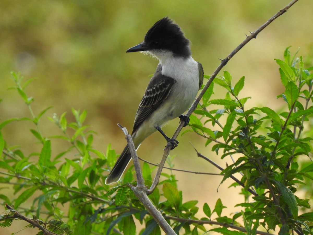 Loggerhead Kingbird - ML151613001